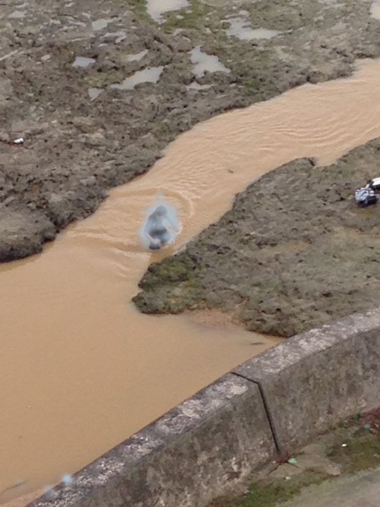 IMG_3917 - コピー